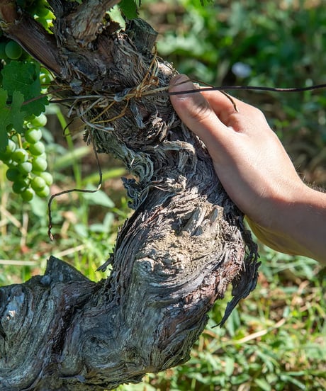 アラリオクラウディオ　ドルチェット・ディ・ディアーノ・ダルバ　ソリ・モンタグリッロ2024【 DOLCETTO DI DIANO D'ALBA SORI' MONTAGRILLO 2024】赤ワイン