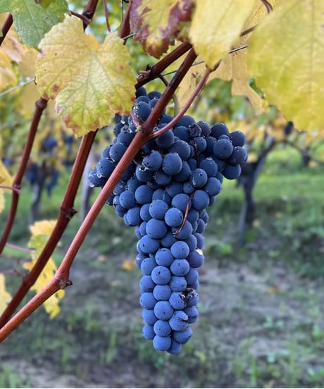 アラリオクラウディオ　ドルチェット・ディ・ディアーノ・ダルバ　ソリ・モンタグリッロ2024【 DOLCETTO DI DIANO D'ALBA SORI' MONTAGRILLO 2024】赤ワイン