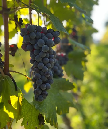 アラリオクラウディオ　ドルチェット・ディ・ディアーノ・ダルバ　ソリ・モンタグリッロ2024【 DOLCETTO DI DIANO D'ALBA SORI' MONTAGRILLO 2024】赤ワイン