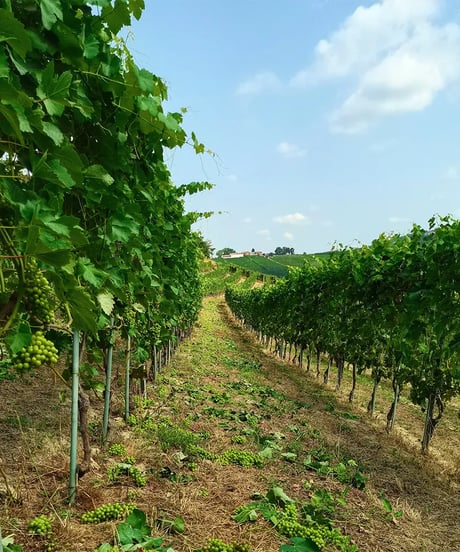 アラリオクラウディオ　ドルチェット・ディ・ディアーノ・ダルバ　ソリ・モンタグリッロ2024【 DOLCETTO DI DIANO D'ALBA SORI' MONTAGRILLO 2024】赤ワイン