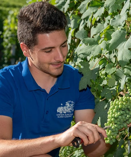 アラリオクラウディオ　ドルチェット・ディ・ディアーノ・ダルバ　ソリ・モンタグリッロ2024【 DOLCETTO DI DIANO D'ALBA SORI' MONTAGRILLO 2024】赤ワイン