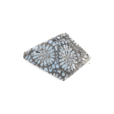 夏の素肌に映えるモノトーン|クールグレイ・フォッシルコーラル 5.0ct（菊目石/天然石ルース）