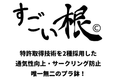 すごい根　大サイズ　ショート(バラ売り)