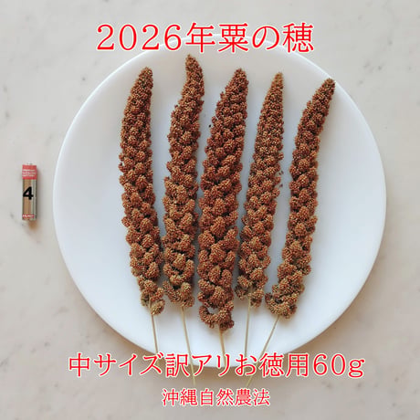 2026年赤粟の穂販売
