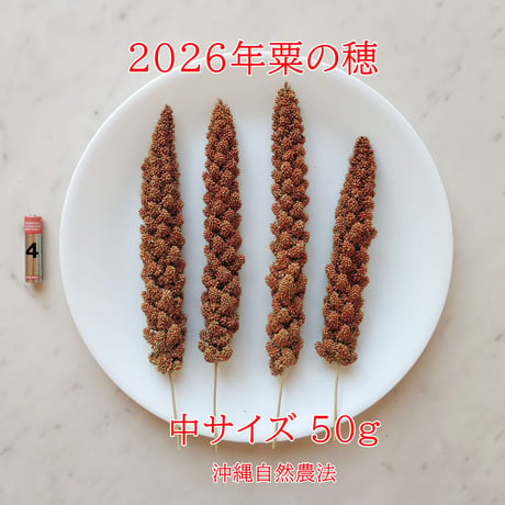 2026年赤粟の穂販売