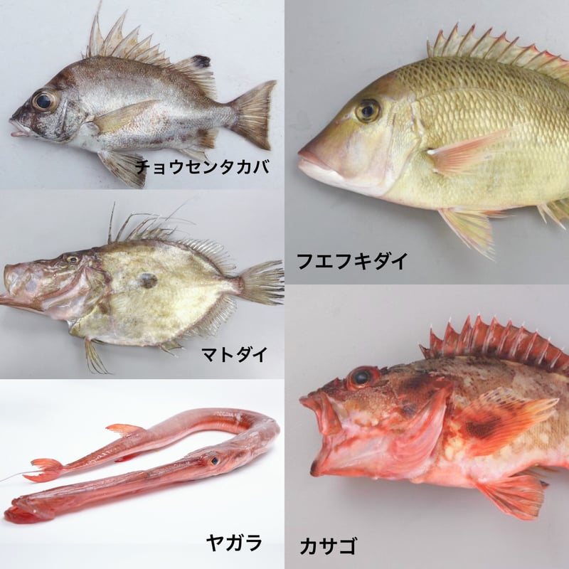 福岡市産魚のmixジャーキー☆25g | Stella☆