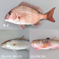 福岡市産魚のmixジャーキー★20g