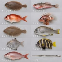 福岡市産魚のmixジャーキー★25g