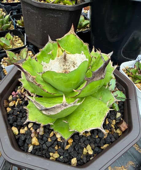 （毒刺血統）白犀牛　子株