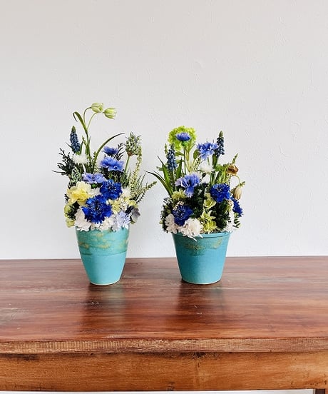 【Cornflower / コーンフラワー】　カナリア　オーシャン