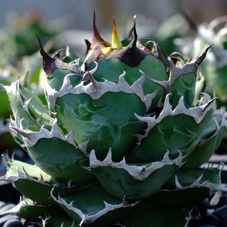 ITEM | ever_plants