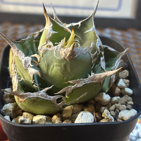 Berlin産　Agave titanota"烈焔