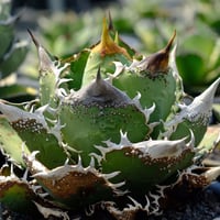 【Berlin産】Agave titanota"麻花龍3
