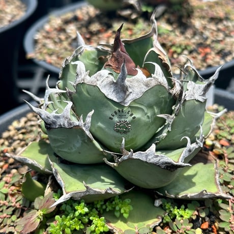 ITEM | ever_plants