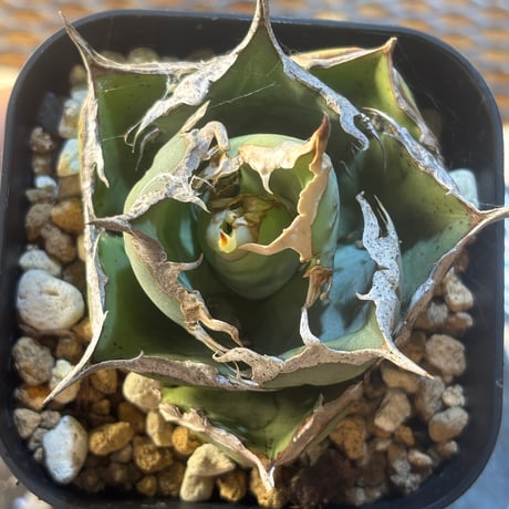Berlin産　Agave titanota"烈焔