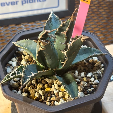 CATEGORY アガベ | ever_plants
