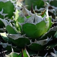 Berlin産　Agave titanota"白犀牛1