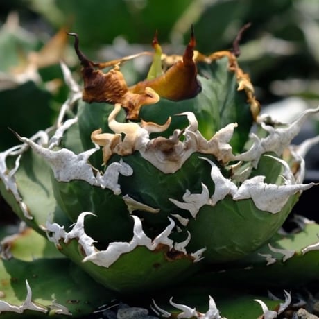 Berlin産　Agave titanota"特選狂鯨2