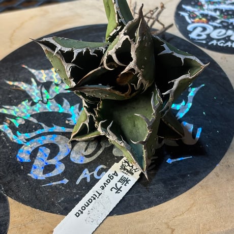 ITEM | ever_plants
