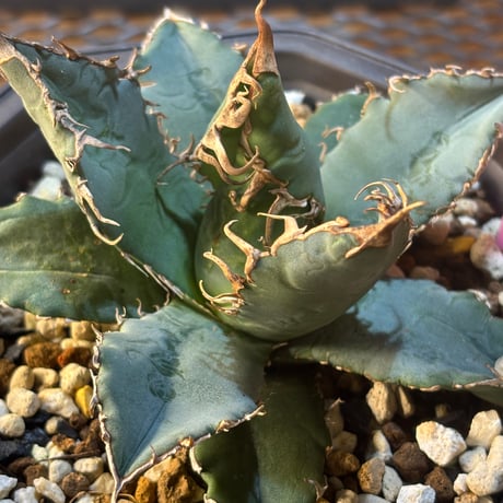 Agave titanota"Italia実生1