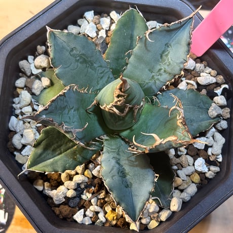 Agave titanota"Italia実生1