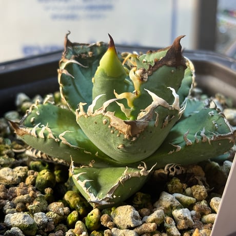 Dennis産　Agave titanota"麻花