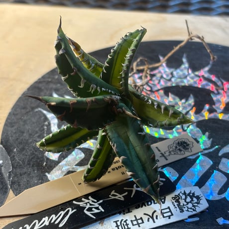 Berlin産　Agave titanota"白火焔中斑