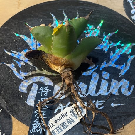 Berlin産　Agave titanota"特選狂鯨1