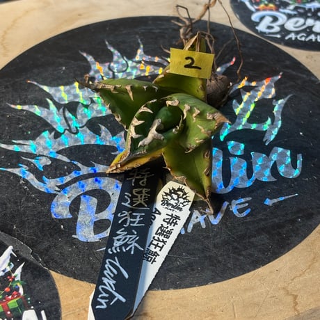 Berlin産　Agave titanota"特選狂鯨2