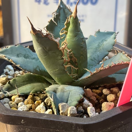 Agave titanota"Italia実生1