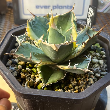 Berlin産　Agave titanota"白鯨錦