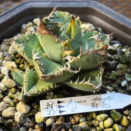 Dennis産　Agave titanota"麻花