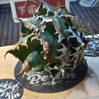 Berlin産　Agave titanota"獵豹