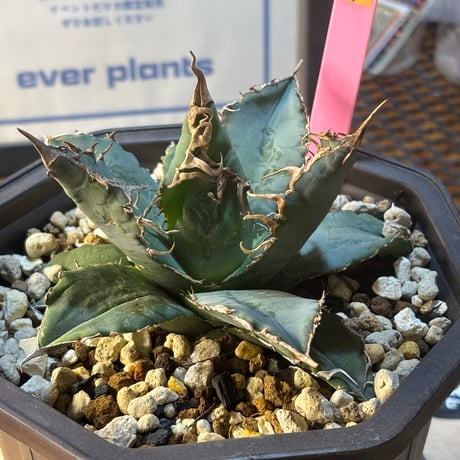 Agave titanota"Italia実生1