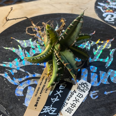 Berlin産　Agave titanota"白火焔中斑