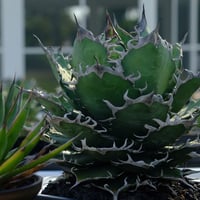 Berlin産　Agave titanota"嗎沙