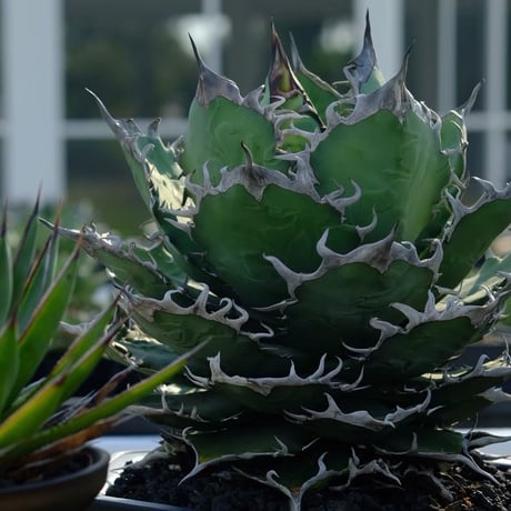 ITEM | ever_plants