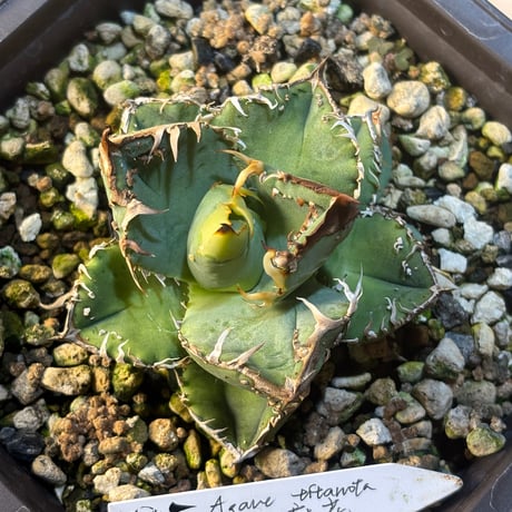 Dennis産　Agave titanota"麻花