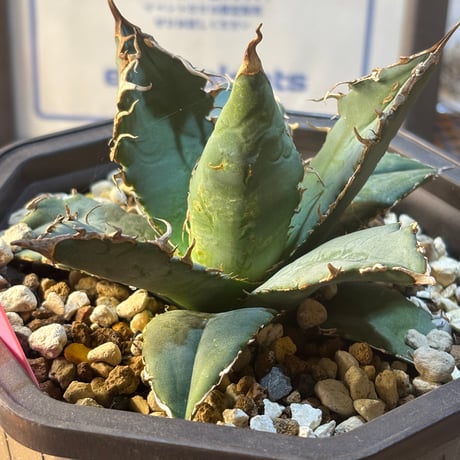 Agave titanota"Italia実生1