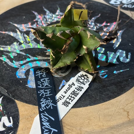 Berlin産　Agave titanota"特選狂鯨1