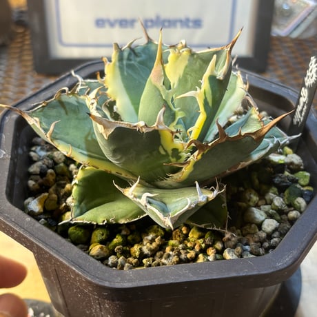 Berlin産　Agave titanota"白鯨錦