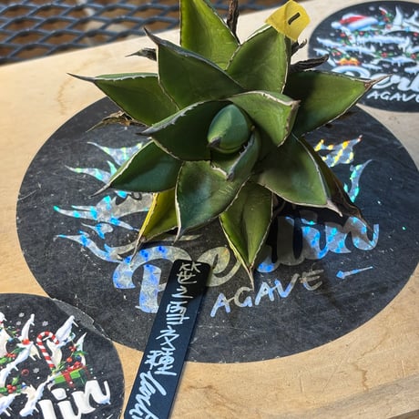 ITEM | ever_plants