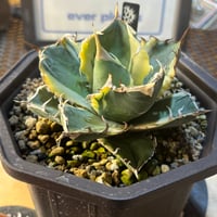 Berlin産　Agave titanota"白鯨錦