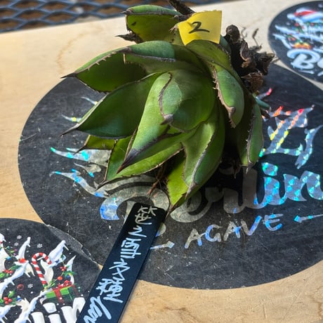 ITEM | ever_plants