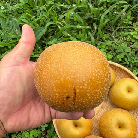 【豊水（和梨）】ご自宅用・梨箱（正味2.5kg以上　6〜7玉）