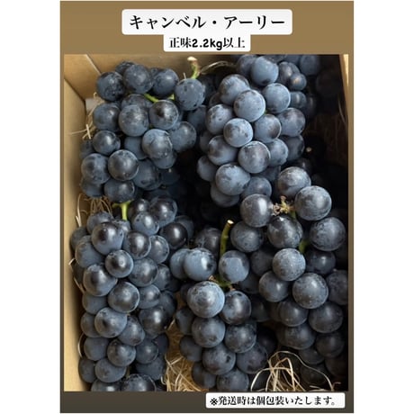 【キャンベル・アーリー（ぶどう）種あり】【送料込み🚚✨】　正味2.2kg以上