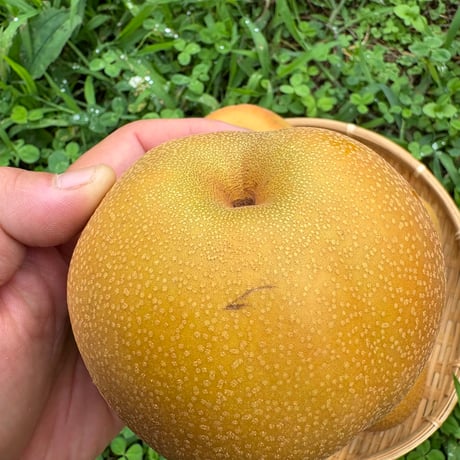 【豊水（和梨）】ご自宅用・梨箱（正味2.5kg以上　6〜7玉）
