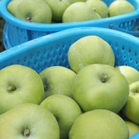 ブラムリーズシードリング 1Kg