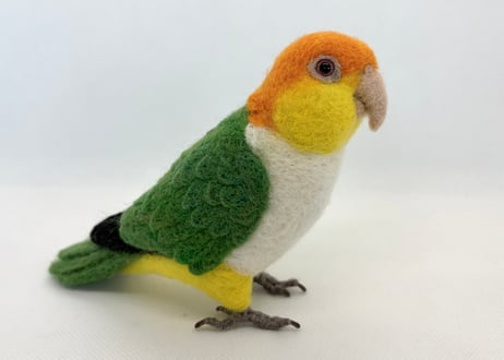 お客様専用約1/2サイズシロハラインコ&シモフリインコ