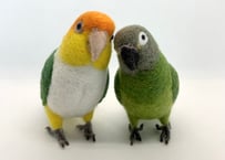 お客様専用約1/2サイズシロハラインコ&シモフリインコ